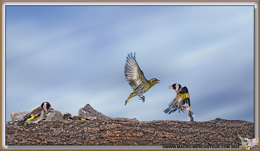 Tarin des Aulnes et Gros bec